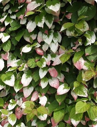 Aktinidia pstrolistna 'Dr Szymanowski' Aktinidia pstrolistna 'Dr Szymanowski'
