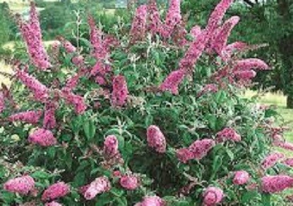 Budleja Davida Pink Delight Budleja Davida Pink Delight