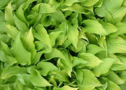 Funkia ogrodowa Lemon Lime Funkia ogrodowa Lemon Lime