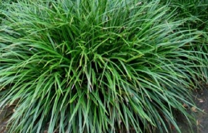 Turzyca Morrowa Irish Green Turzyca Morrowa Irish Green