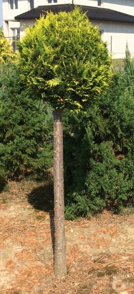 Cyprysik lawsona strzyżony ( bonsai) 2