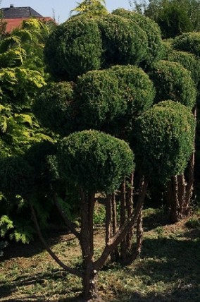 Jałowiec chiński strzyżony ( bonsai)