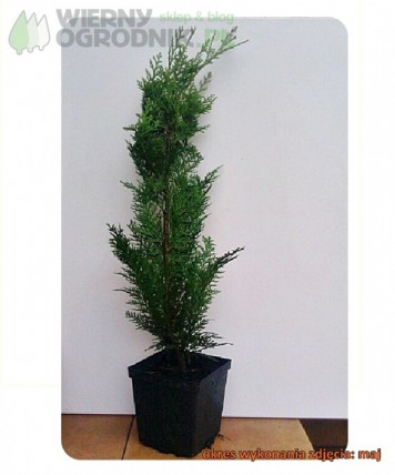 Cyprysik lawsona 'Columnaris' Cyprysik lawsona 'Columnaris'