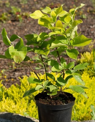 Kalina hordowina Aureum Kalina hordowina Aureum