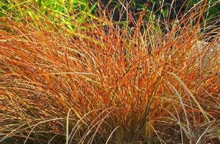 Turzyca ceglasta Prairie Fire Turzyca ceglasta Prairie Fire