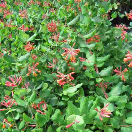 Wiciokrzew browna Dropmore Scarlet Wiciokrzew browna Dropmore Scarlet