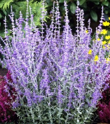 Perovskia łobodolistna Blue Spire