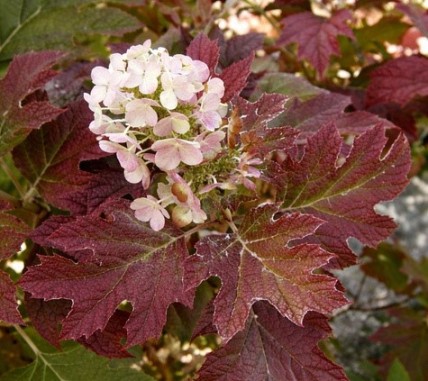 Hortensja dębolistna Burgundy