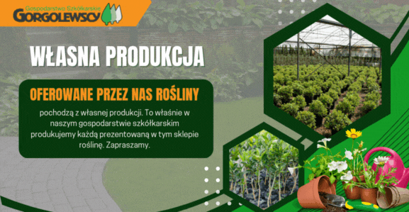 Producent